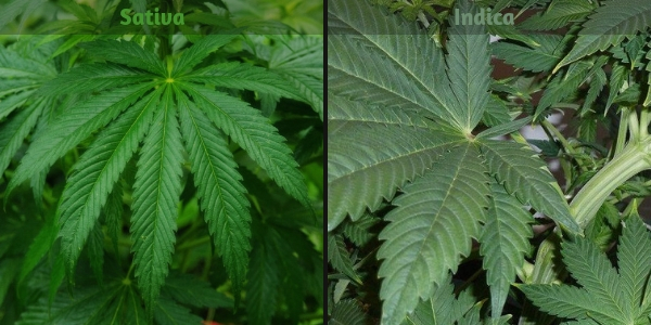 Sativa and indica look and color