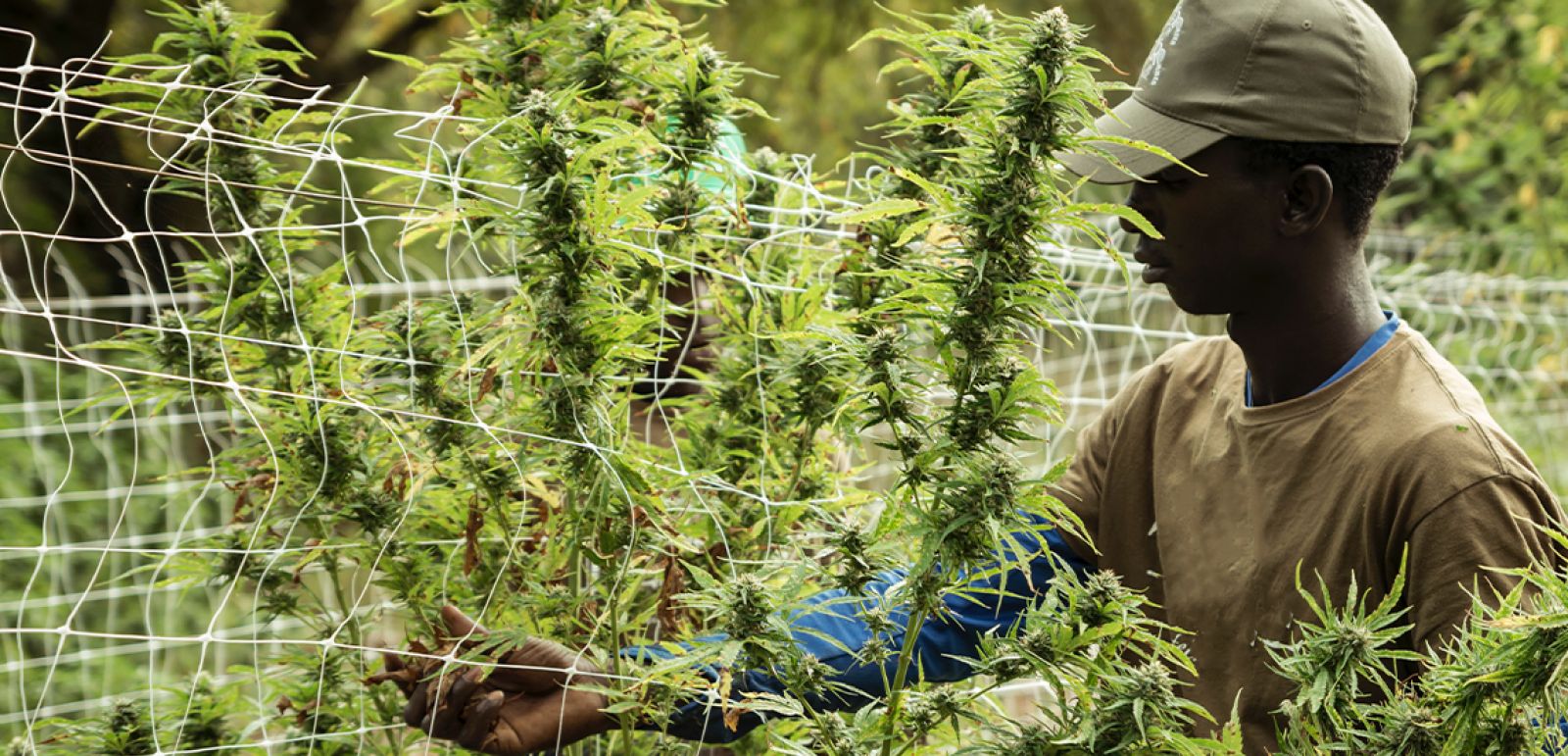 Photo for: Tax Relief For Marijuana Growers Of California Affected By Fires and Blackouts