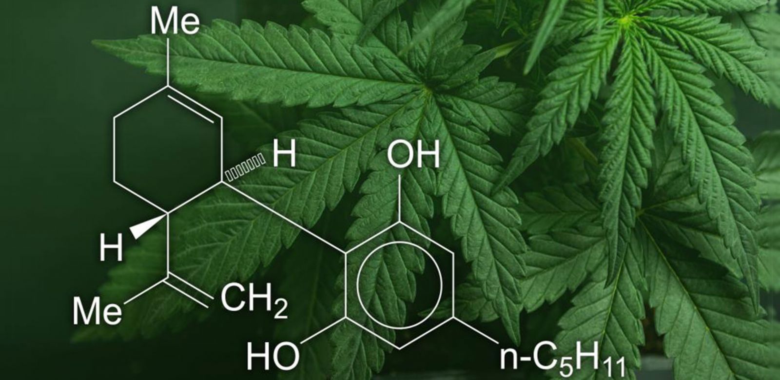 Photo for: The Chemistry Behind Cannabis Beverages